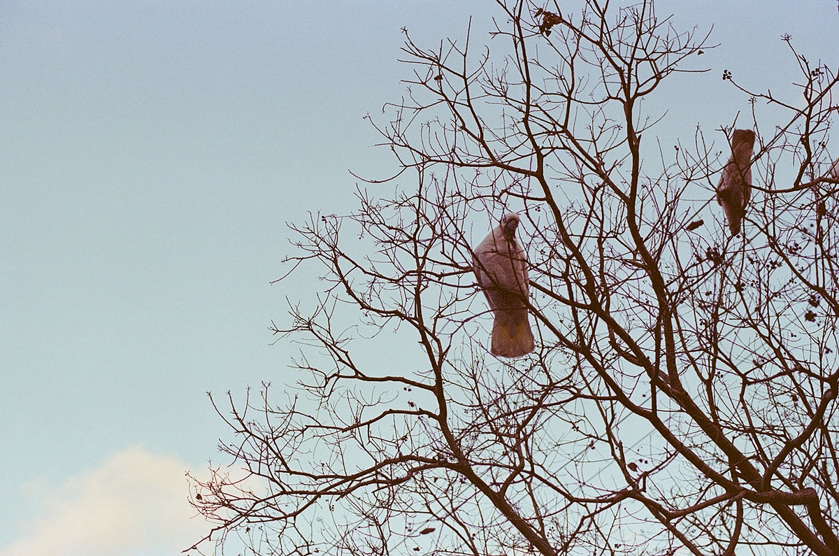Photograph by Viviana Barrero, Hillvale Photo Trophy 2026 entry #0055