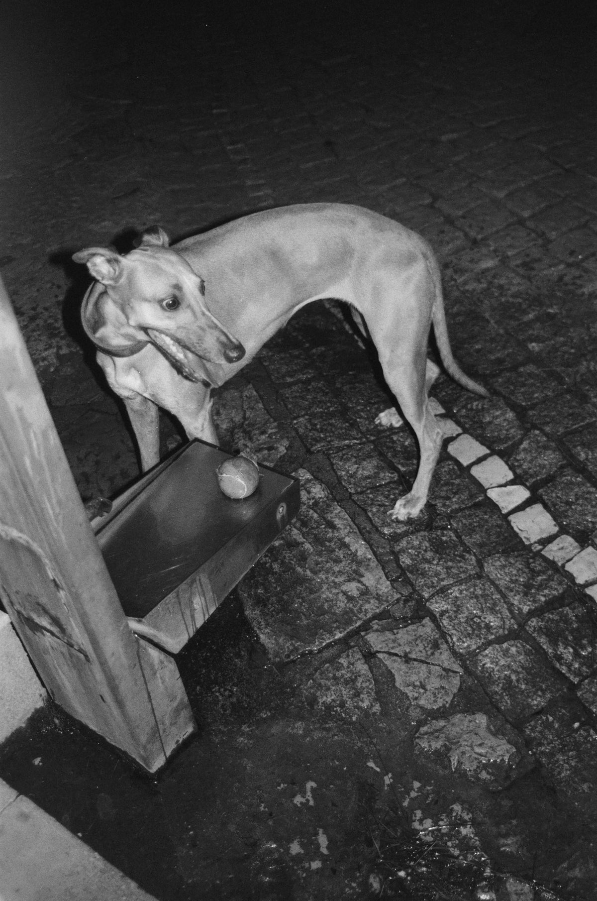 Photograph by Gabriella Dudman, Hillvale Photo Trophy 2026 entry #0240