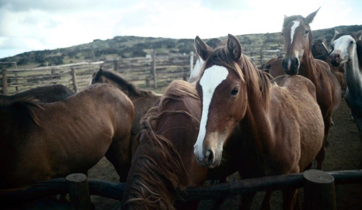 Photograph by Michaela Ottone, Hillvale Photo Trophy 2026 entry #0667