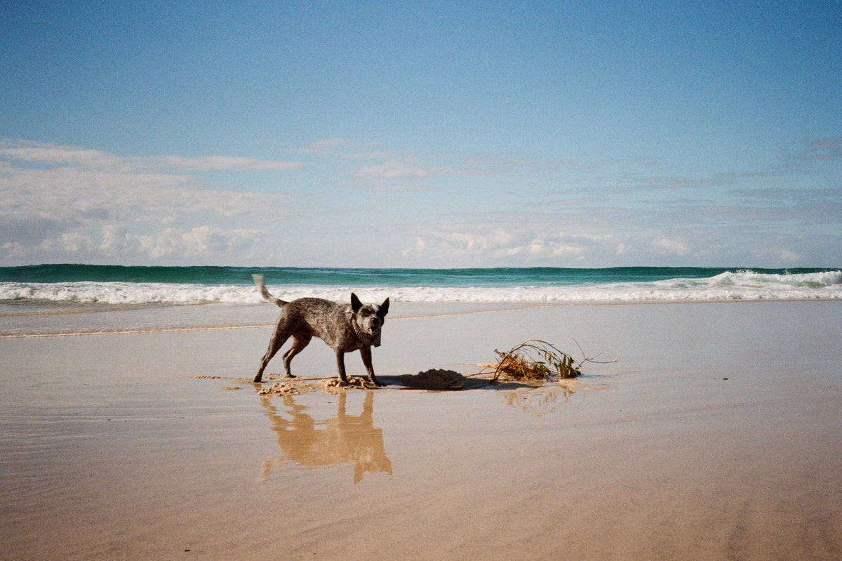 Photograph by Hannah Vieira, Hillvale Photo Trophy 2026 entry #0944