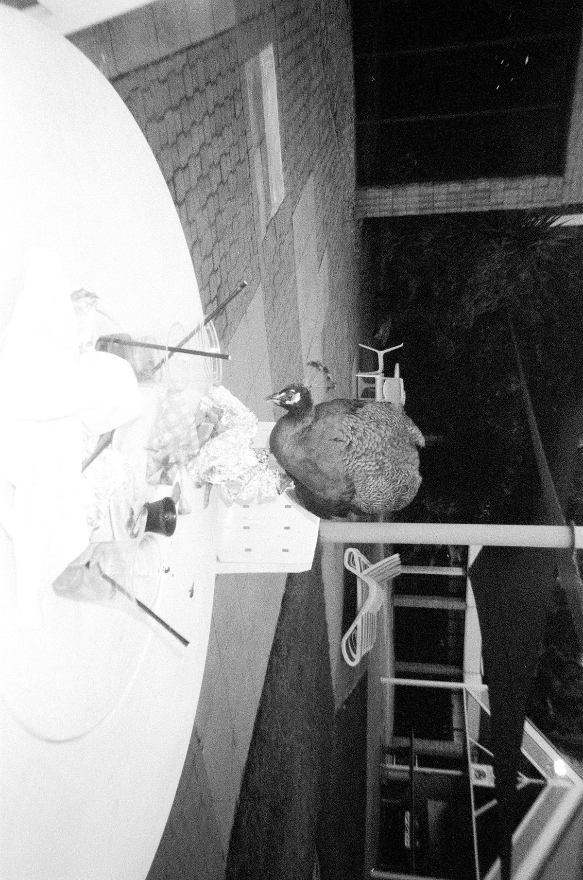 Photograph by Haydn Allen, Hillvale Photo Trophy 2026 entry #0018