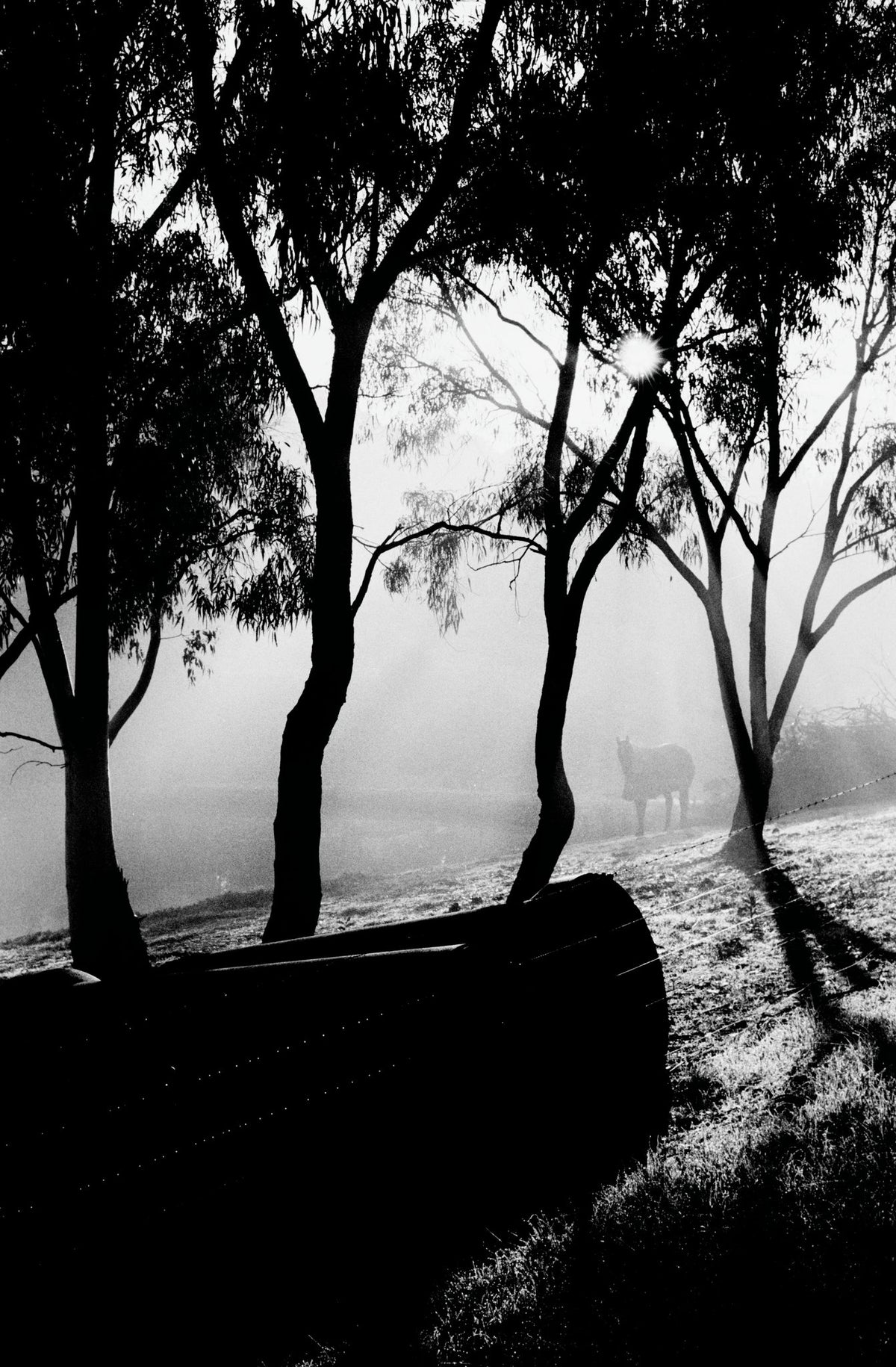 Photograph by Brandon Argent, Hillvale Photo Trophy 2026 entry #0040