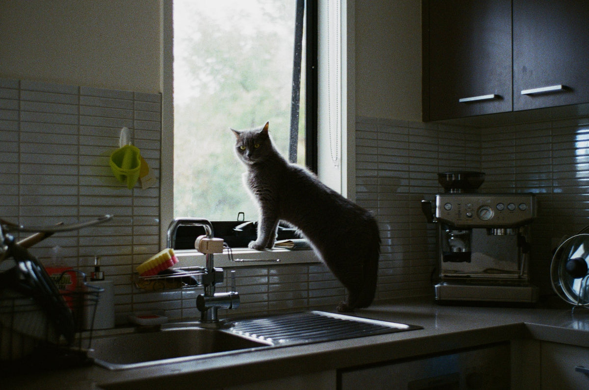 Photograph by Te Chang, Hillvale Photo Trophy 2026 entry #0133