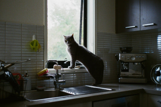 Photograph by Te Chang, Hillvale Photo Trophy 2026 entry #0133