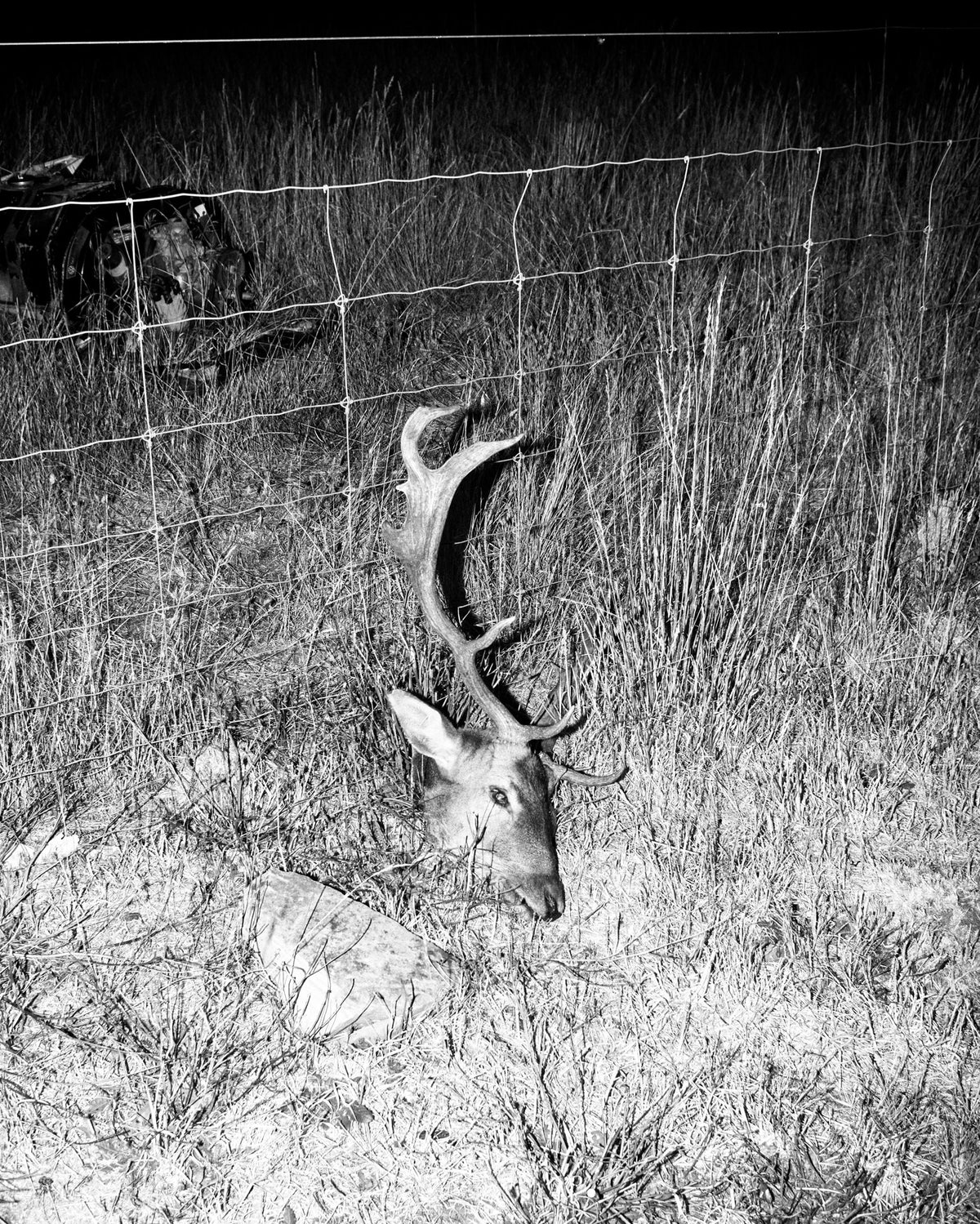 Photograph by Daniel Congerton, Hillvale Photo Trophy 2026 entry #0166