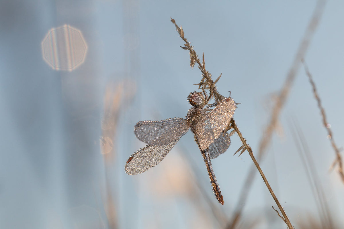 Photograph by Sarah Dalgleish, Hillvale Photo Trophy 2026 entry #0197