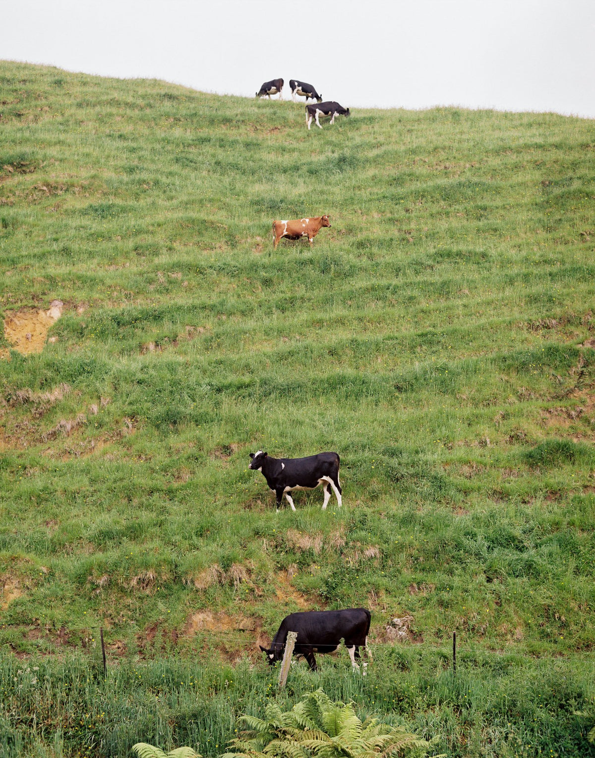 Photograph by Alec Hamilton, Hillvale Photo Trophy 2026 entry #0380