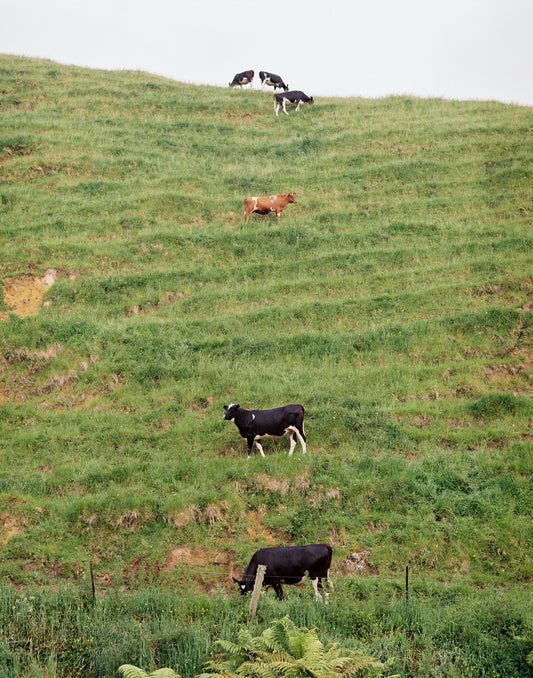 Photograph by Alec Hamilton, Hillvale Photo Trophy 2026 entry #0380