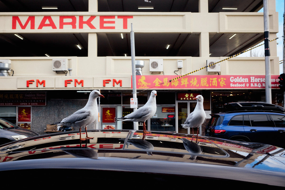 Photograph by Sande Harsa, Hillvale Photo Trophy 2026 entry #0395
