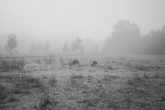 Photograph by Rosalie Henderson, Hillvale Photo Trophy 2026 entry #0406