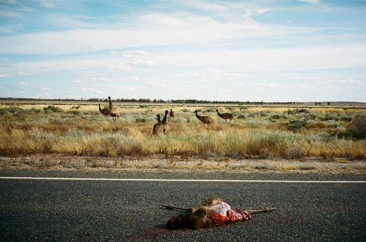 Photograph by William Horan, Hillvale Photo Trophy 2026 entry #0420