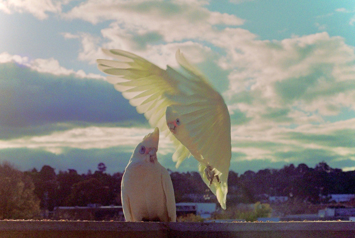 Photograph by Alice Lucas, Hillvale Photo Trophy 2026 entry #0529