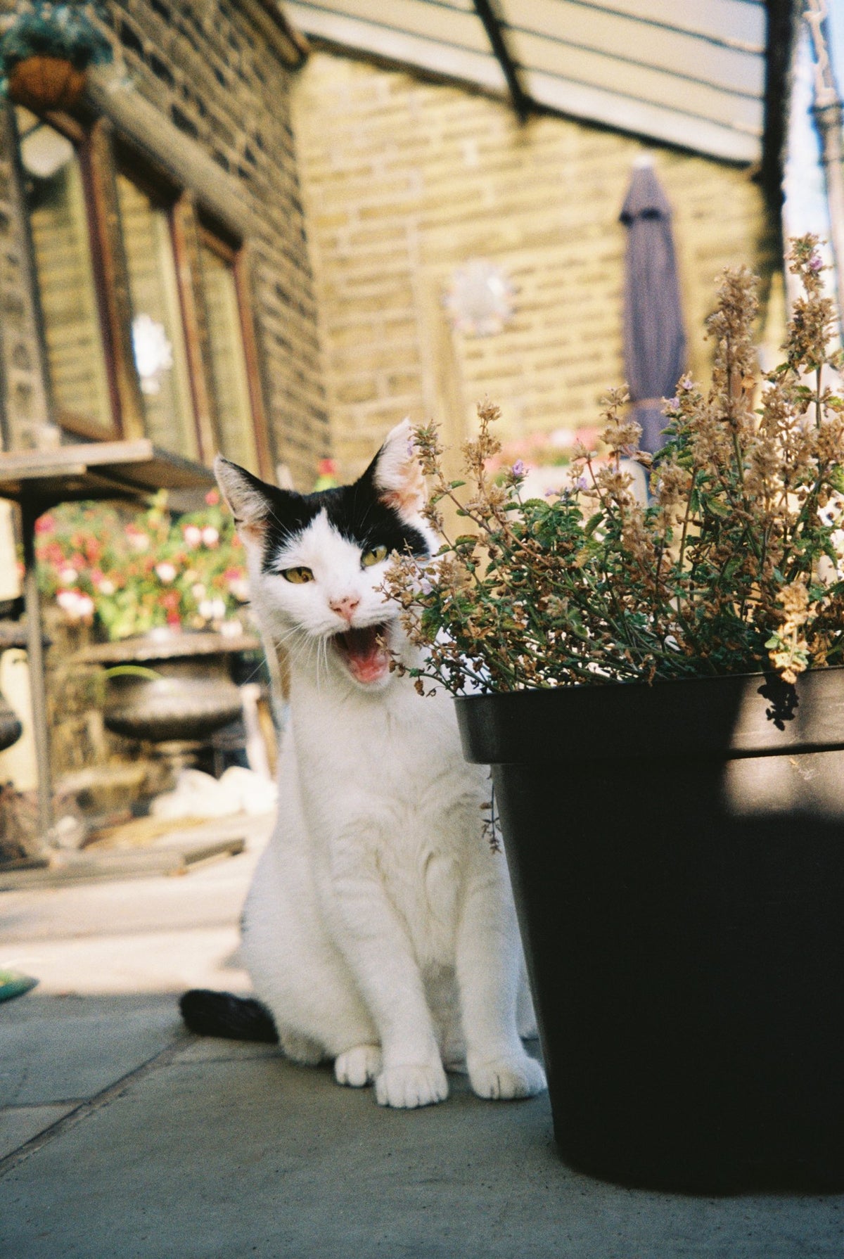 Photograph by Francesca Moore, Hillvale Photo Trophy 2026 entry #0605