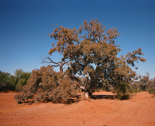 Photograph by Britt Murphy, Hillvale Photo Trophy 2026 entry #0626