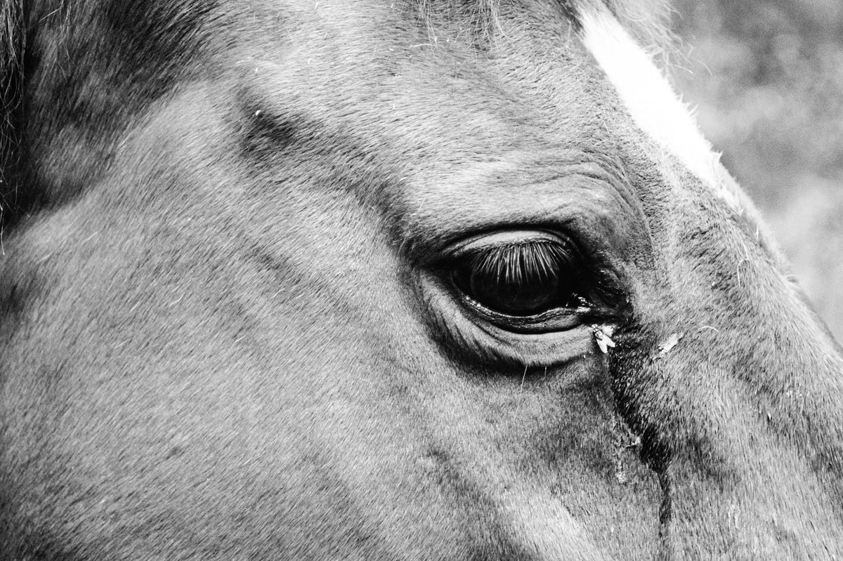 Photograph by Maddison Payne, Hillvale Photo Trophy 2026 entry #0690