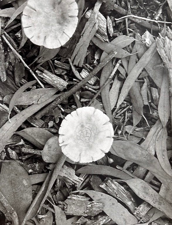 Photograph by Celia Pollard, Hillvale Photo Trophy 2026 entry #0714