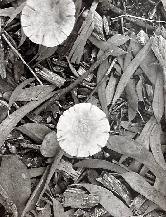 Photograph by Celia Pollard, Hillvale Photo Trophy 2026 entry #0714