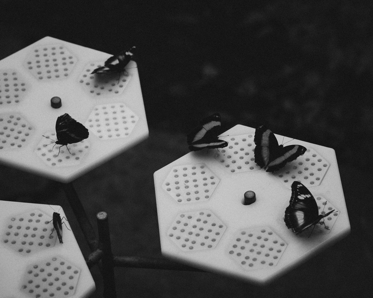 Photograph by Thomas Quirke, Hillvale Photo Trophy 2026 entry #0735