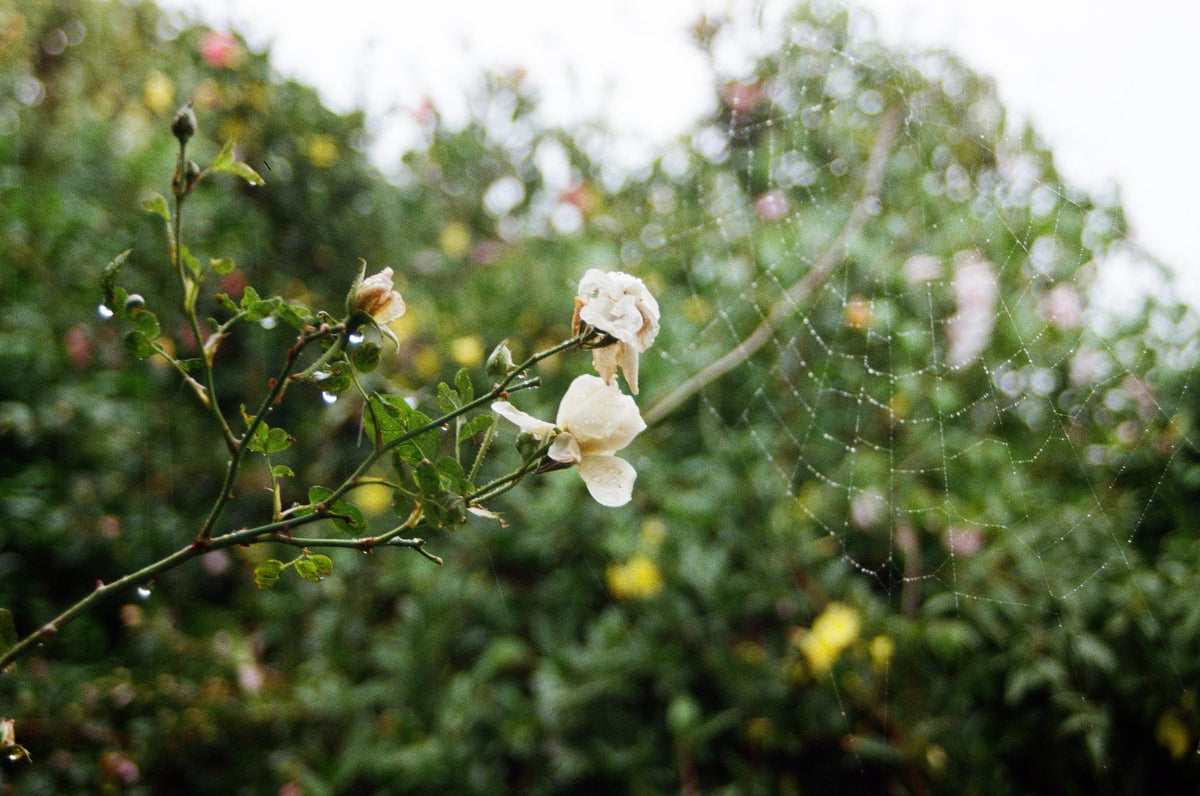 Photograph by Jessica Rainford, Hillvale Photo Trophy 2026 entry #0742