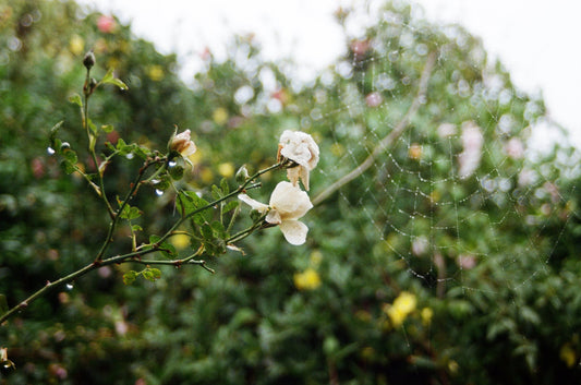 Photograph by Jessica Rainford, Hillvale Photo Trophy 2026 entry #0742