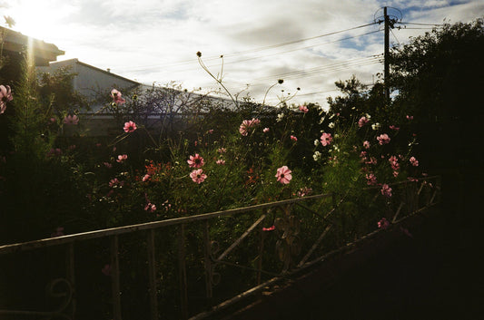 Photograph by Bea Tremaine, Hillvale Photo Trophy 2026 entry #0906