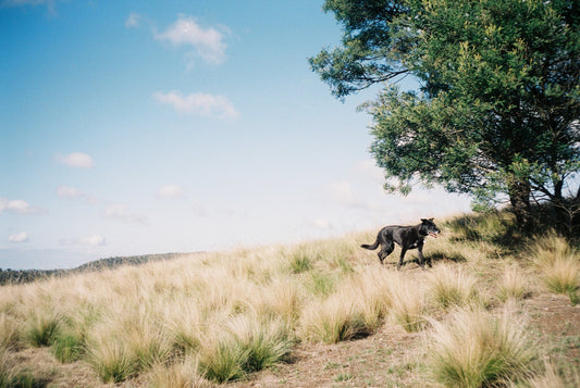 Photograph by Wai Wong, Hillvale Photo Trophy 2026 entry #0992